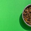 多頭飼いで発生しやすいペット同士のケンカの原因と仲裁方法