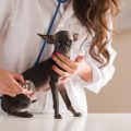 ペットの止まらない下痢・嘔吐を発症した時の緊急対策と獣医師受診の目安