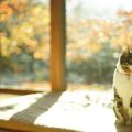 ハムスターと日本の伝統行事：季節の変わり目の注意ポイント