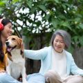 日本の季節や行事に合わせたクリッカートレーニング活用法