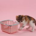 小動物のストレス対策！落ち着けるケージ内の工夫とレイアウト例