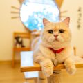 ペット保険・介護保険に見る日本独自のサポートと活用事例