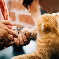 シニア猫のためのキャットフード選びと健康維持のコツ