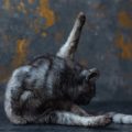 猫の糞尿被害と飼い主ができる具体的な防止策