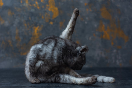猫の糞尿被害と飼い主ができる具体的な防止策