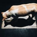 動物の適正な飼養及び管理に関する法律（動物愛護法）の概要と実践