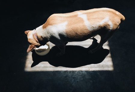 動物の適正な飼養及び管理に関する法律（動物愛護法）の概要と実践