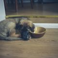 食の細くなった老犬・老猫のための間食（おやつ）の工夫と与え方