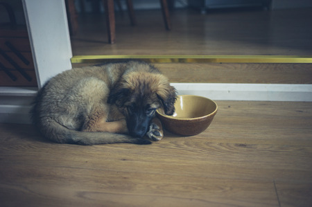 食の細くなった老犬・老猫のための間食（おやつ）の工夫と与え方