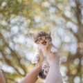 猫にもクリッカーは効果的？～日本の飼い主が実践するコツ～