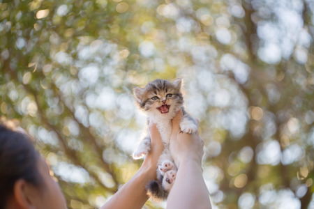 猫にもクリッカーは効果的？～日本の飼い主が実践するコツ～