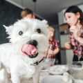 多頭飼いの家庭でのトイレトレーニングの進め方