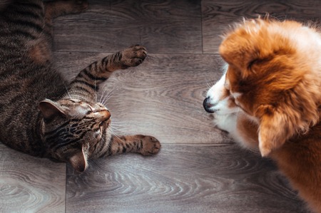 ペットの抜け毛やアレルギー問題における配慮とトラブル予防