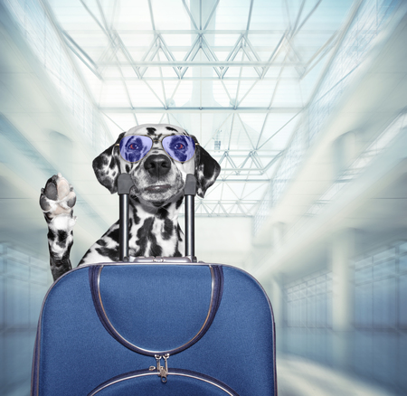 旅行や引越し時のペットのノミ・ダニ予防の徹底チェックリスト