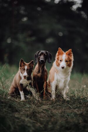 ペットが家族に対して攻撃的になるケース：原因の見極めと適切な対策