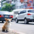 日本の家庭における老犬・老猫の安全な生活環境作りのポイント