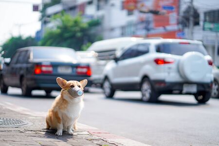 日本の家庭における老犬・老猫の安全な生活環境作りのポイント