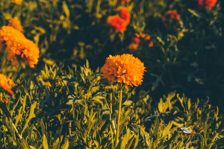 マルチーズのかわいさを保つグルーミング技術