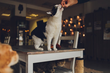 猫のトイレトレーニングの基本と失敗しないコツ