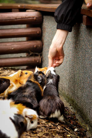 ペットの要求行動（ワガママ）をどうやって直す？家族全員で統一した接し方のポイント