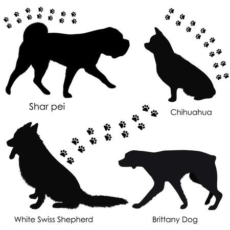 ごはんの分け方と与え方のテクニック