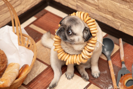 賢く活用！100円ショップで手に入る爪とぎ対策グッズ