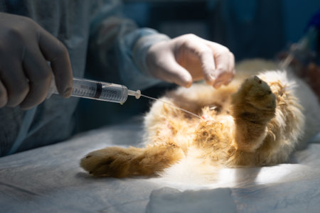 セカンドオピニオンを活用する際の動物病院の選び方