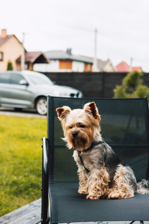動物用車椅子や立ち上がり補助具の選び方と日本の最新事情