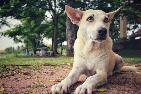 保護犬のしつけ直し：新しい家庭での無駄吠え・噛み癖対策
