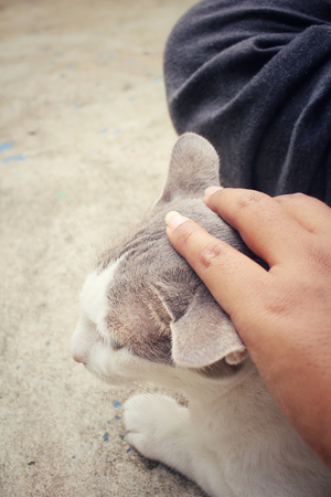 ペットを連れたイベント参加時の注意点とマナーガイド