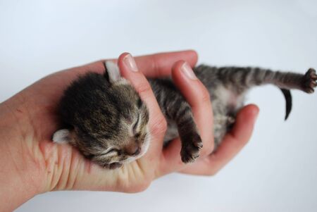 高齢猫や子猫向けの安全な爪とぎアイテムの選び方