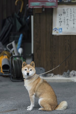 日本の台風シーズンに備える、災害対策ペット用品まとめ