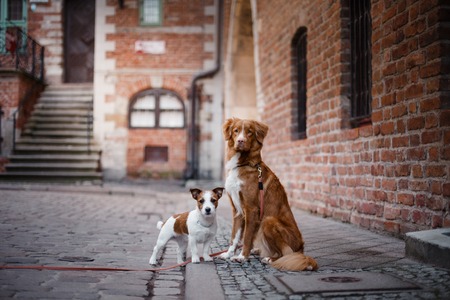 加入者が語る！ペット保険のサポート体制・カスタマーサービス比較