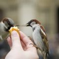 飼い鳥特有のストレスサインとストレス解消法
