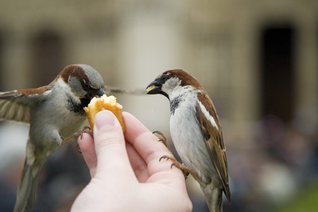 飼い鳥特有のストレスサインとストレス解消法
