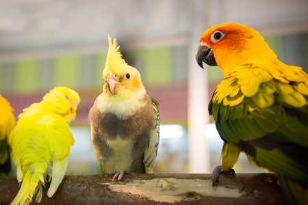 鳥の呼吸の異常サインと家庭でできる対策
