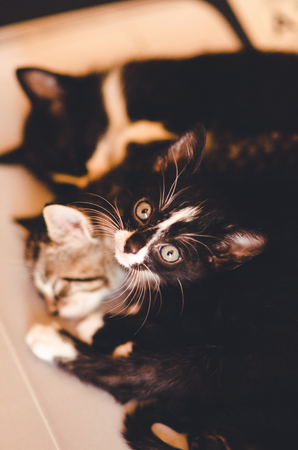 猫が安心できる隠れ家スポットの工夫