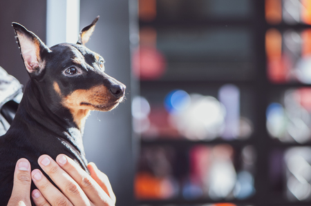 ペット用オムツ・マナーウェアの選び方と使い方の注意点