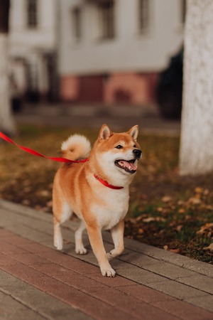 散歩中の犬の引っ張り癖：原因のメカニズムと日本で実践できるしつけプログラム