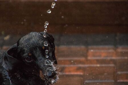 老犬の食欲低下や飲水量変化に対するアプローチと注意点