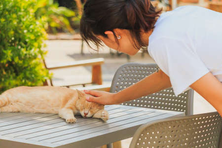 日本の住宅事情に合った多頭飼いのスペース確保術