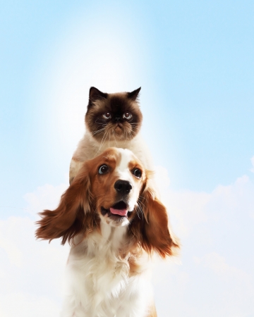 ペットの多頭飼育における登録・チップ管理のポイント