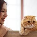 ペルシャ猫の社交性や性格、日本の気候に合う飼育法