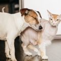 室内飼育に最適な犬・猫の基本しつけポイント
