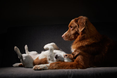 お留守番のしつけ：家で待つ犬・猫と安心して暮らすために