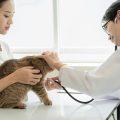 獣医師に聞く、高齢ペットの食欲不振時の対応と予防策