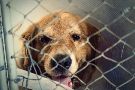 災害時におけるペットの保護と動物愛護週間の啓発ポイント