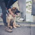 ペットの排泄物処理マナー：街中での配慮とエチケットの徹底