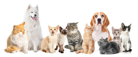 マンション・集合住宅でのインコ・文鳥の鳴き声対策実例集