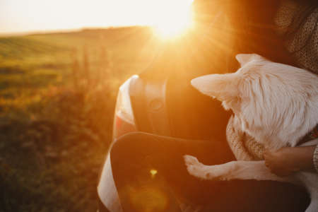 偏食や食欲不振犬に対する工夫と対応方法